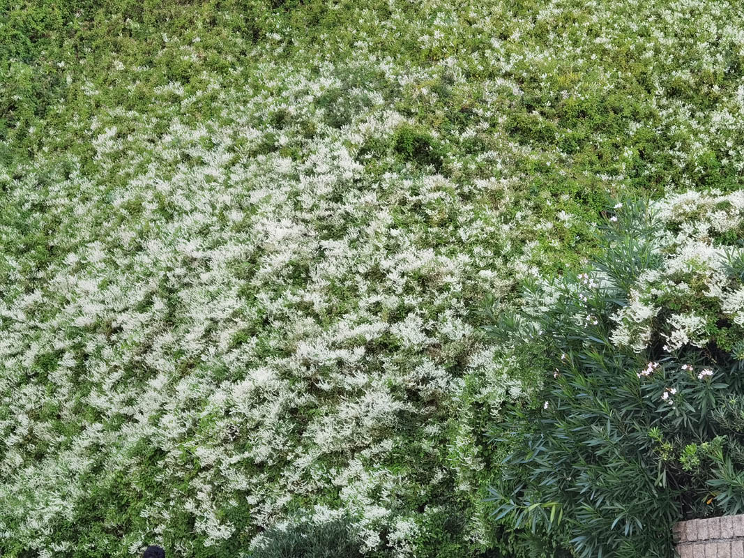 Polygonum aubertii